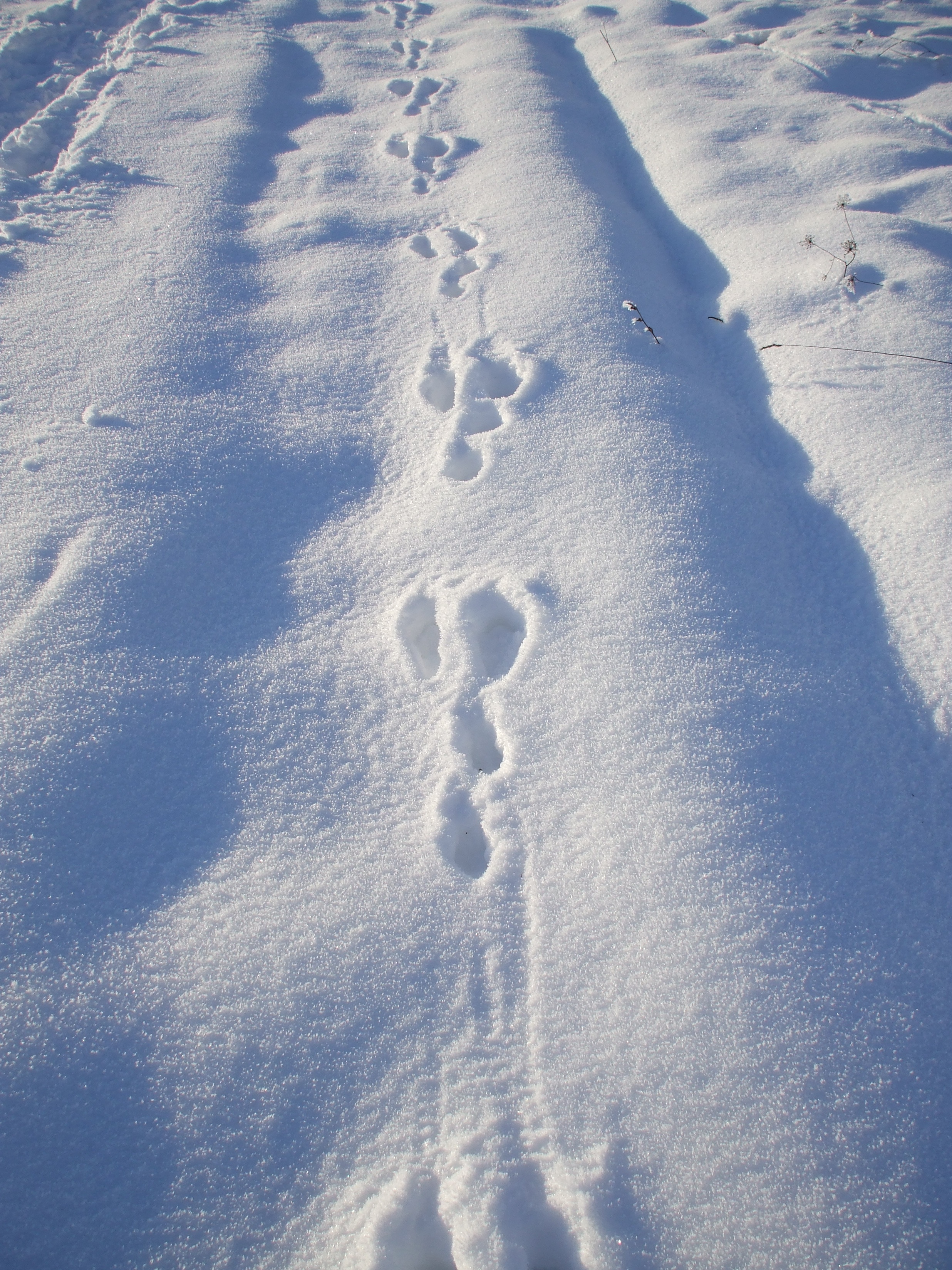 Заячьи и лисьи следы на снегу. Следы зайца русака. Заячьи следы на снегу. Следы на снегу. Следы зайца на снегу.