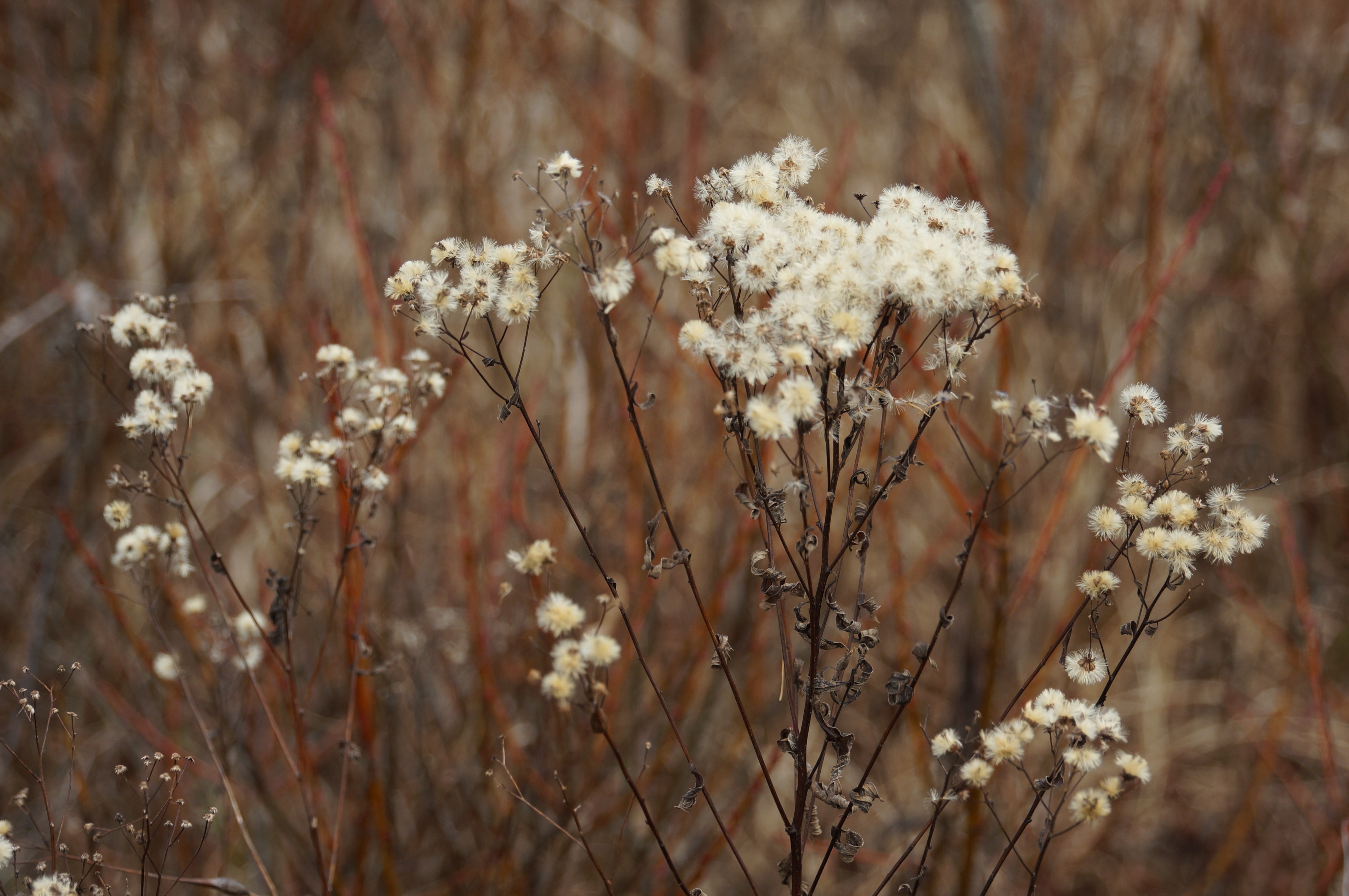 white bineset flowers