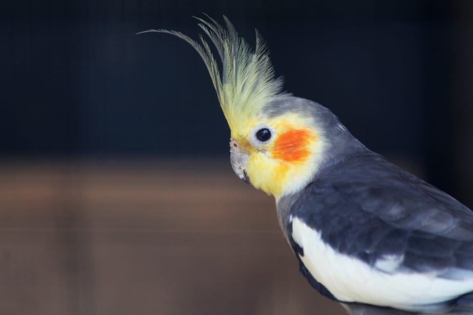 black and white cockatiel preview