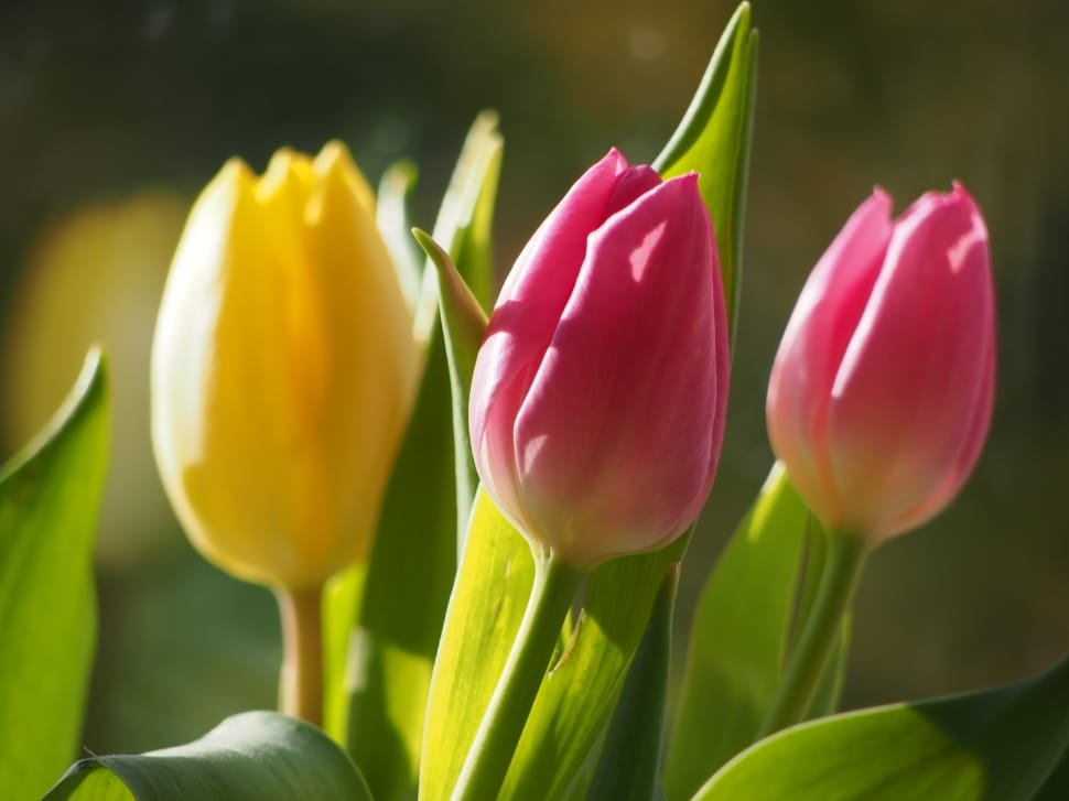 pink and yellow tulip flowers preview