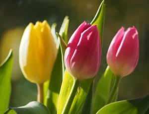 pink and yellow tulip flowers thumbnail