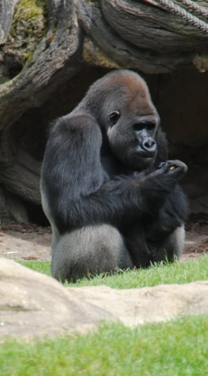 black gorilla thumbnail