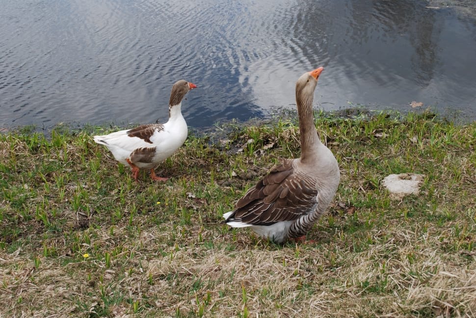 grey and black goose and white and black duck preview