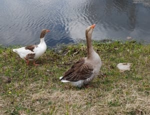 grey and black goose and white and black duck thumbnail