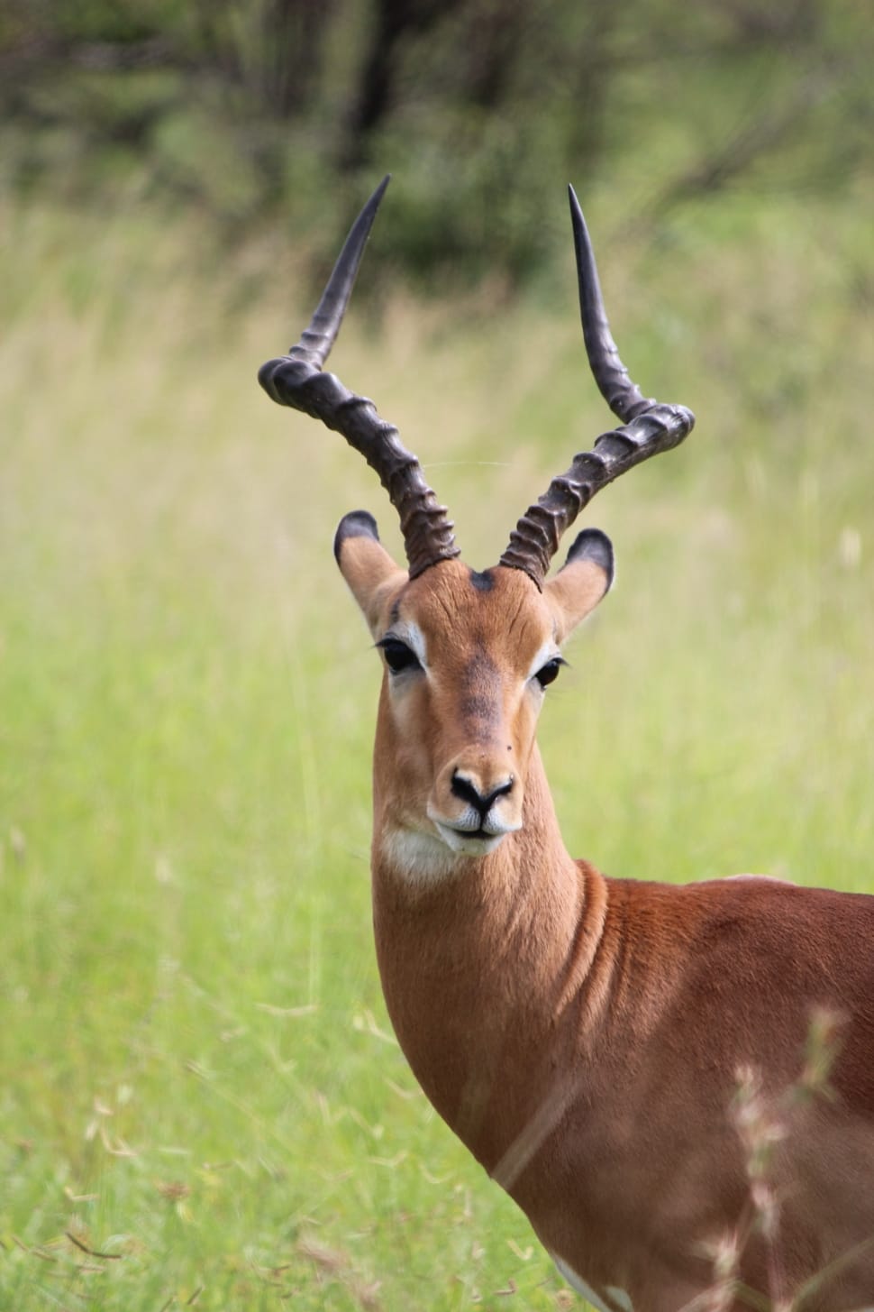 Impala Antelope Wallpapers - Wallpaper Cave