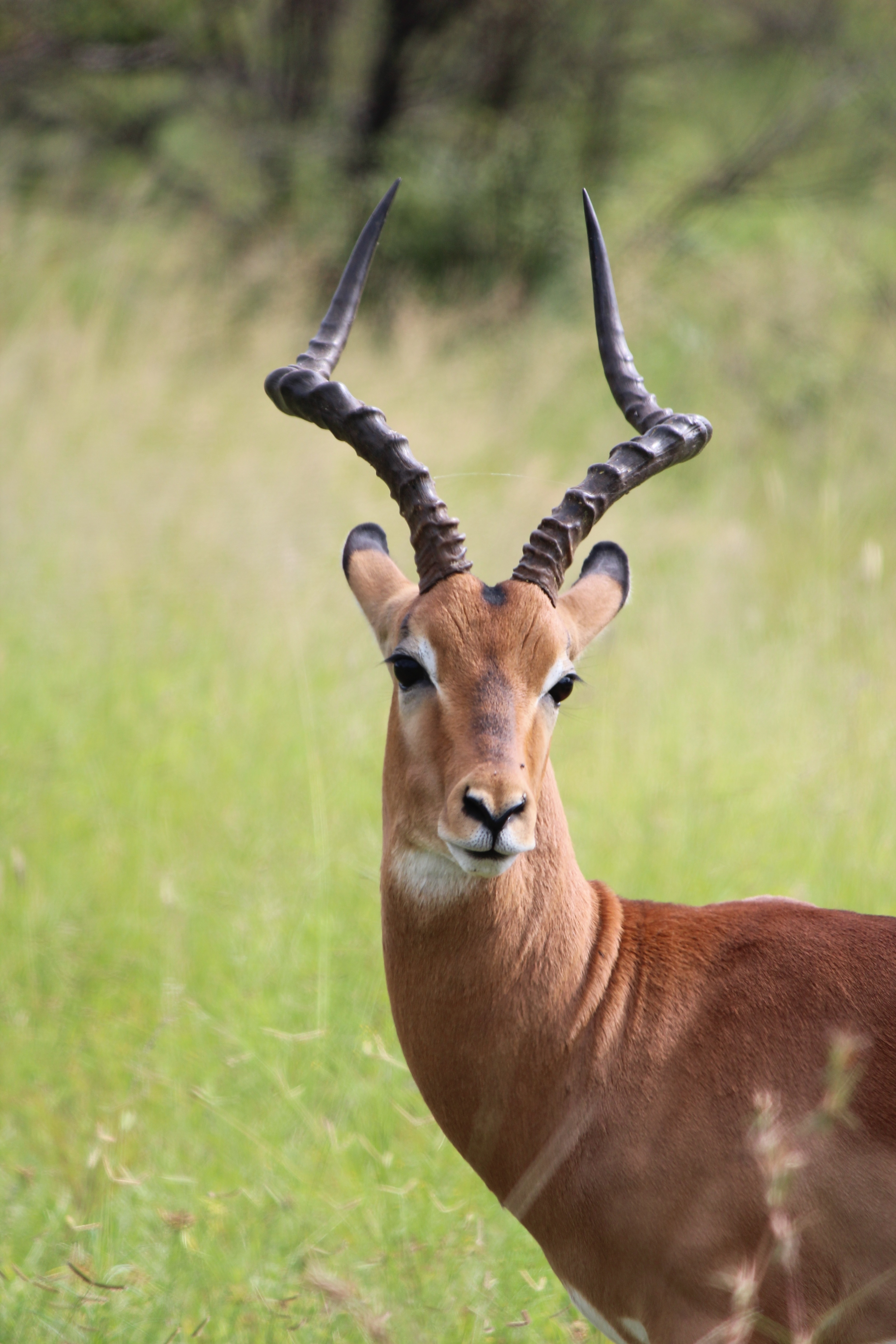 antelope animal free image | Peakpx