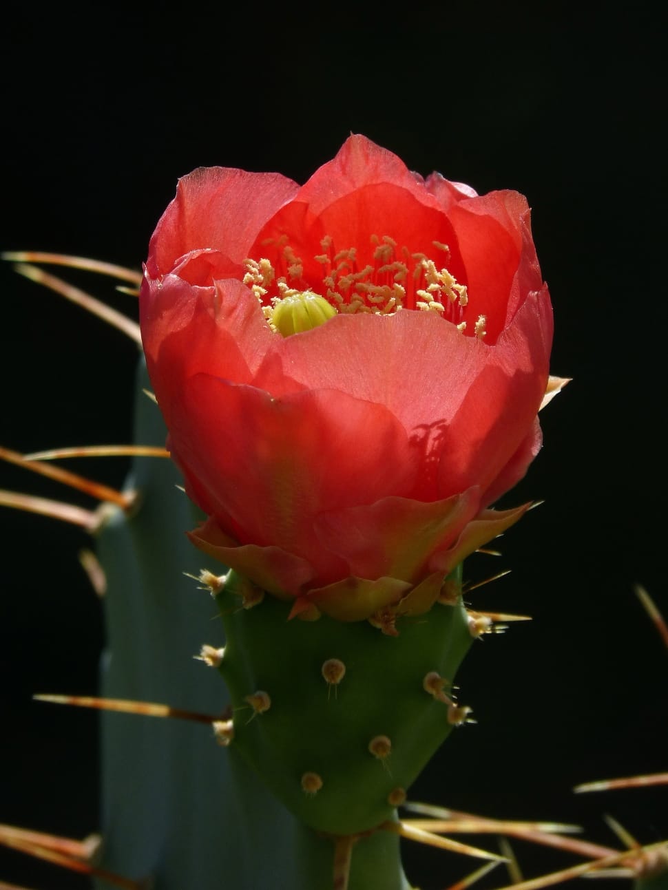red saguaro cactus flower preview