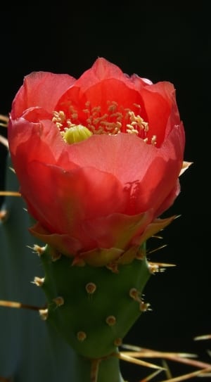 red saguaro cactus flower thumbnail