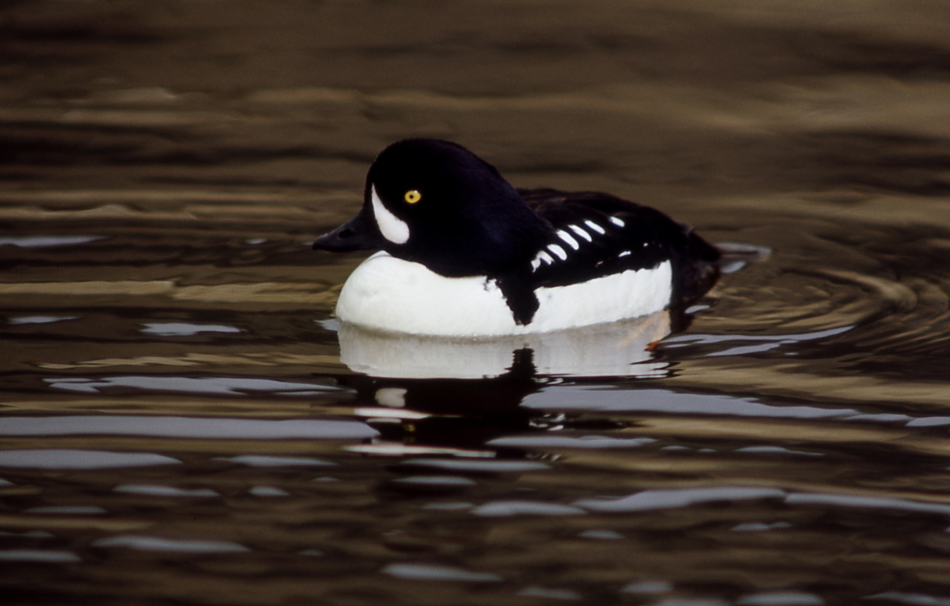 black and white duck