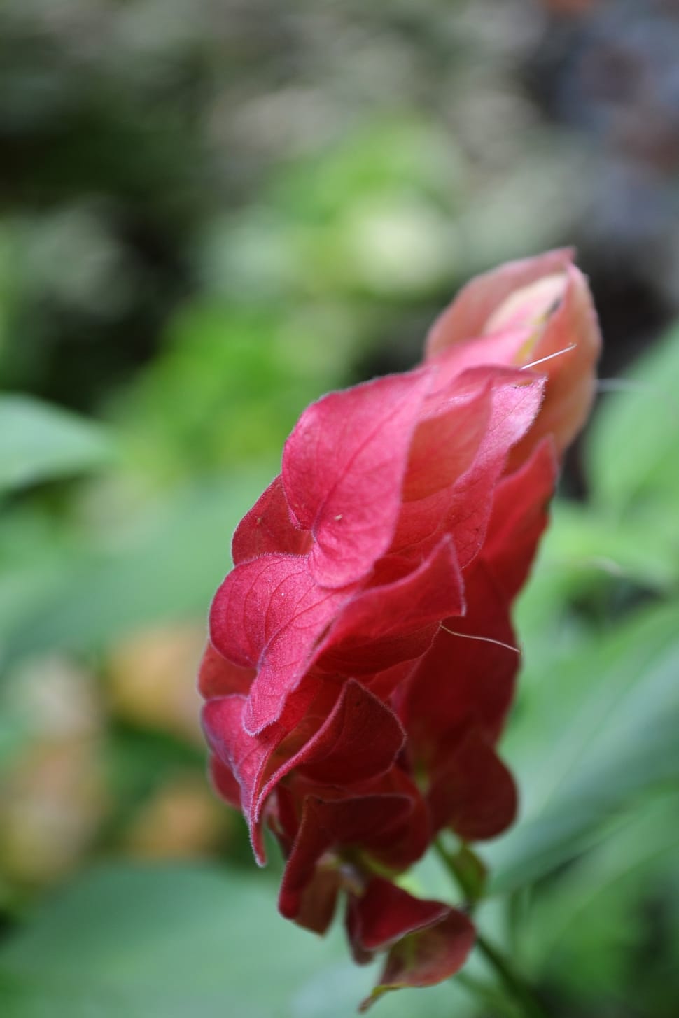 red petaled flower preview