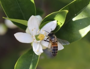 bee on white petaled flower photo thumbnail