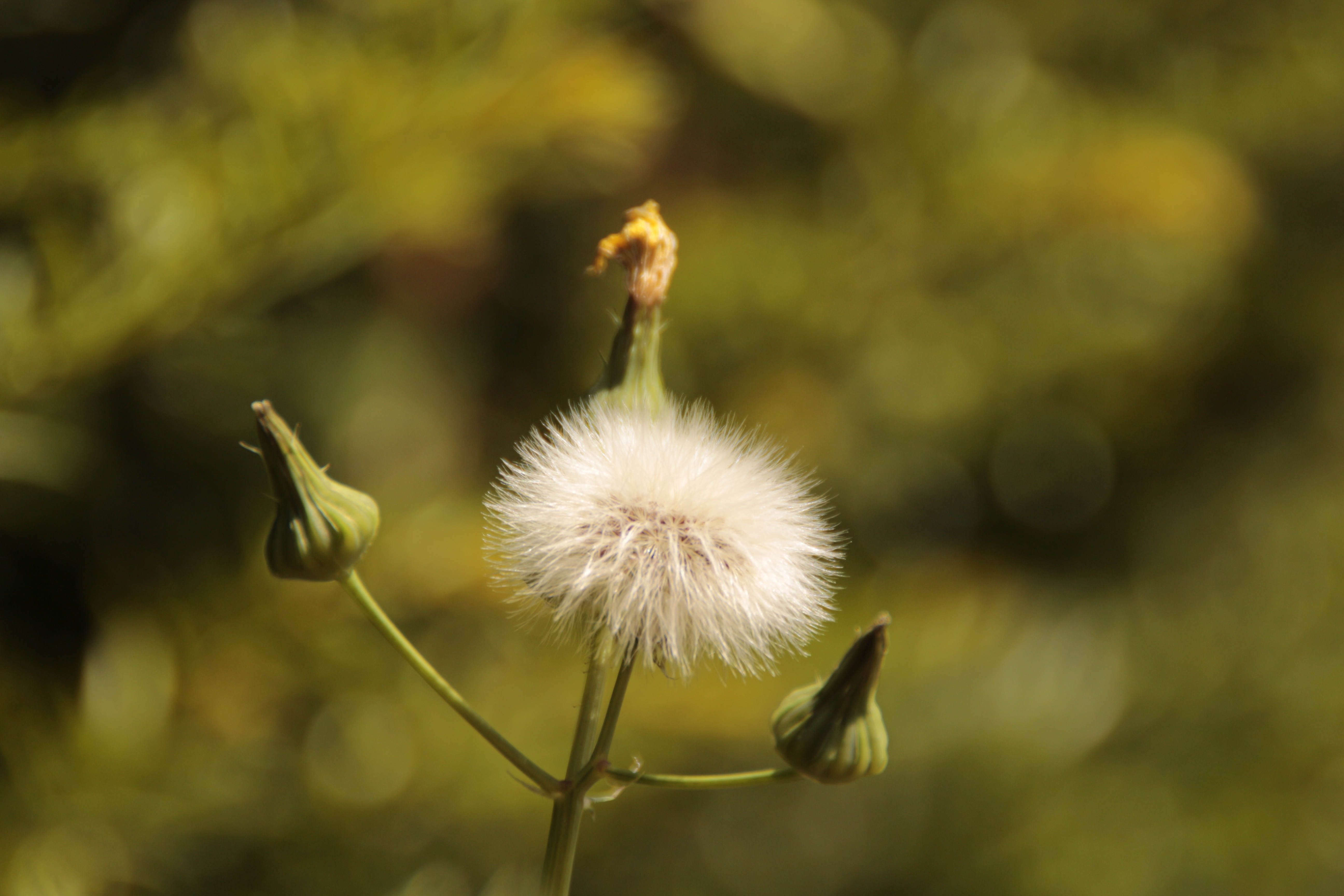Жизнь похож на цветок. Одуванчик козлобородник. Цветок похожий на одуванчик. Растение похожее на одуванчик. Растение похожее на огромный одуванчик.