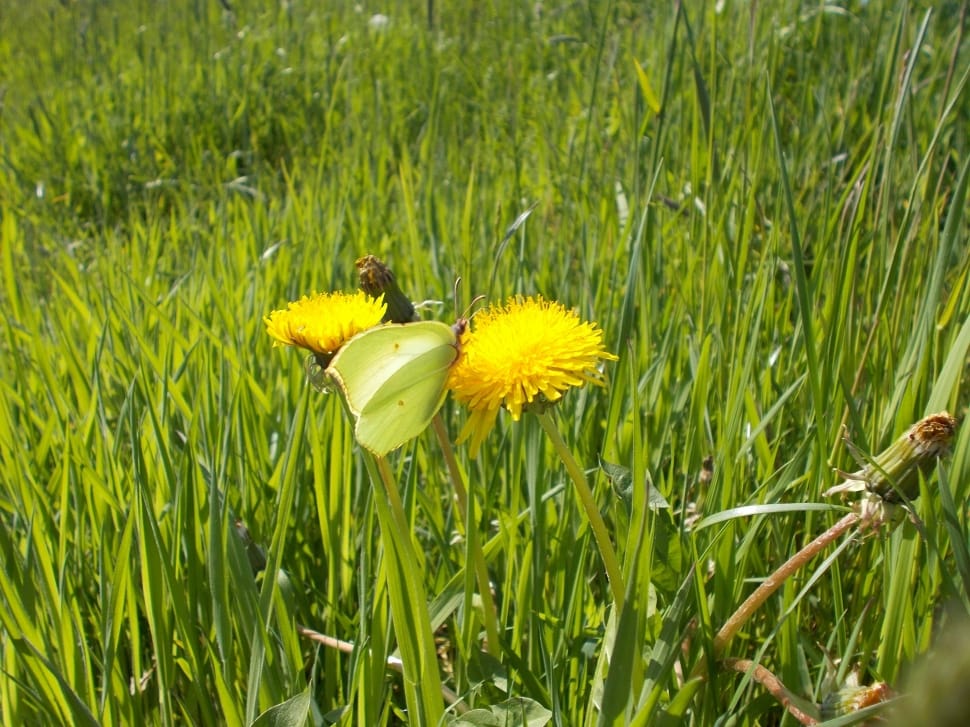 green butterfly on a yellow Dandelion at daytime preview
