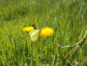 green butterfly on a yellow Dandelion at daytime thumbnail