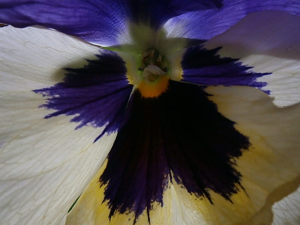 white and purple pansy preview