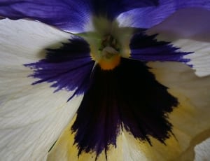 white and purple pansy thumbnail