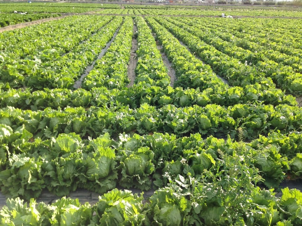 cabbage crop lot preview
