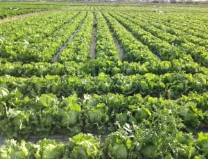 cabbage crop lot thumbnail