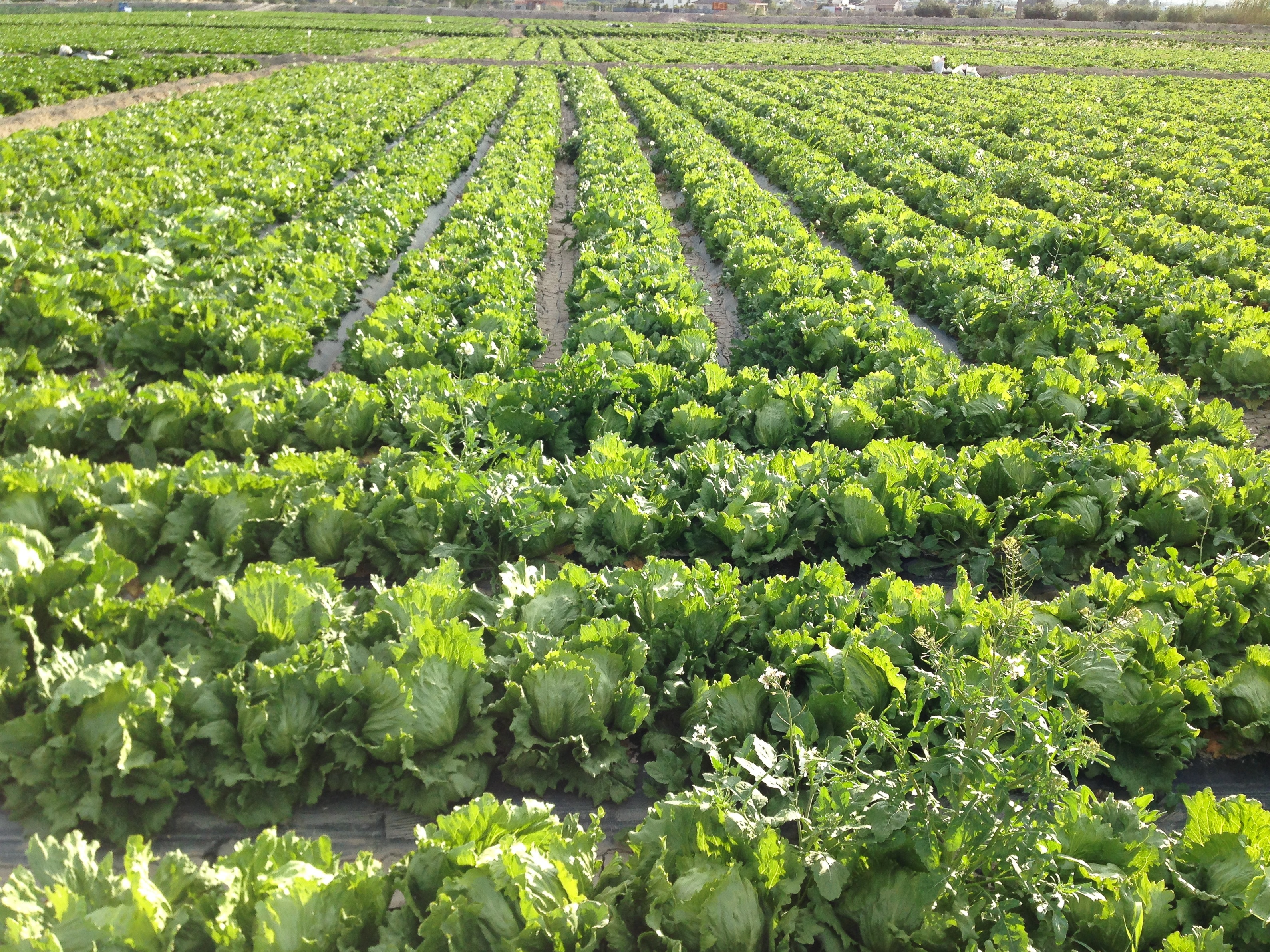 cabbage crop lot