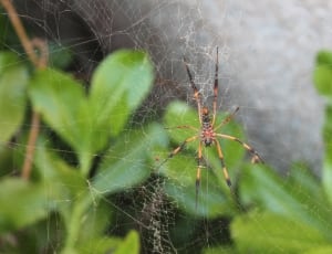 brown and black striped spider thumbnail