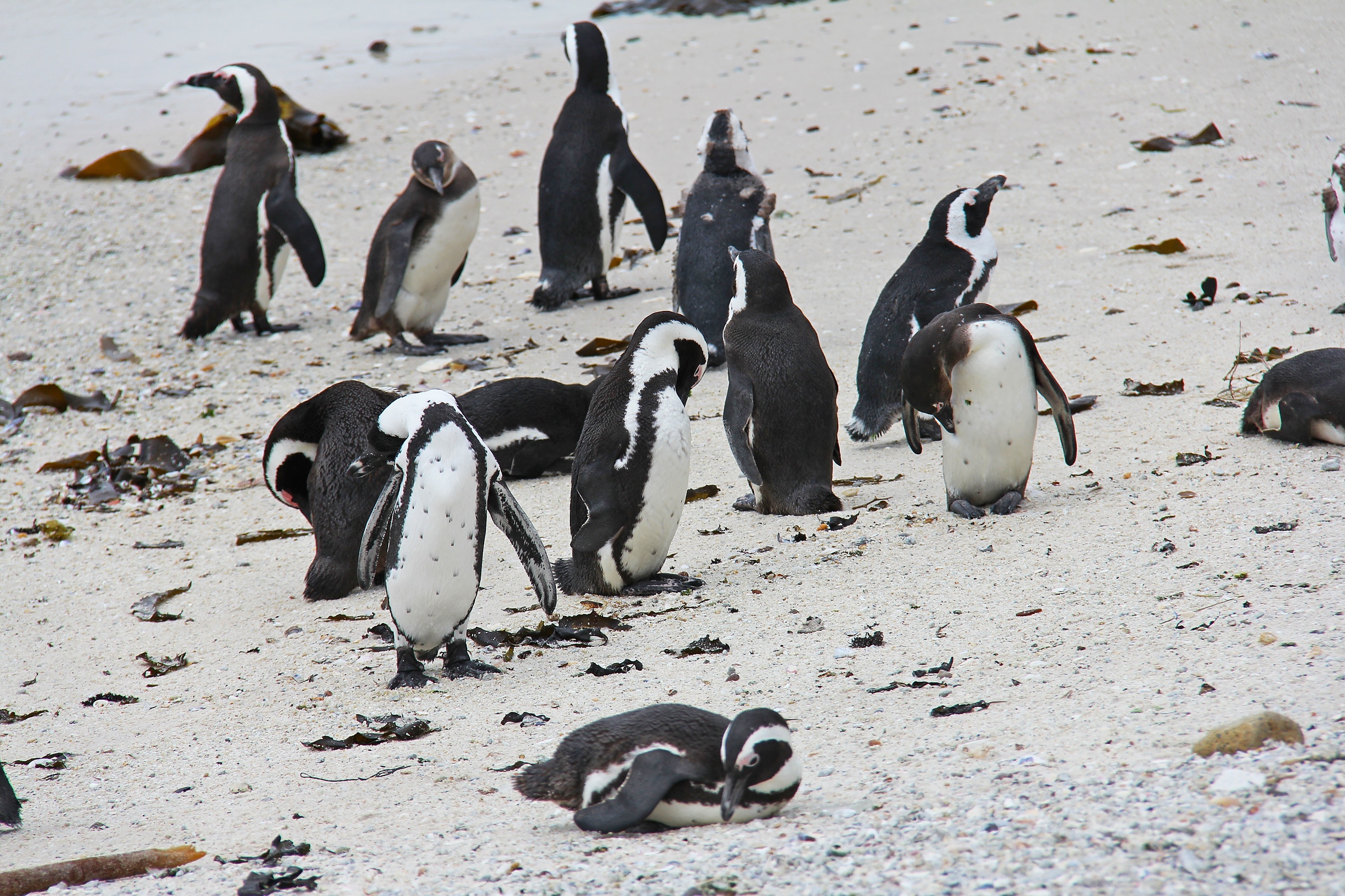 group of little penguin