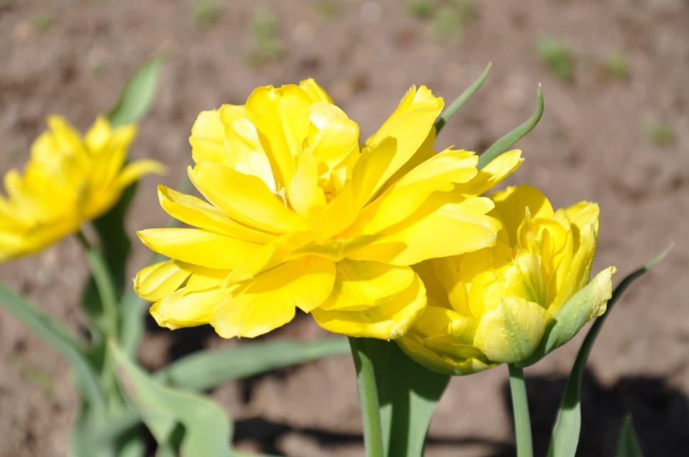 yellow petaled  flowers preview
