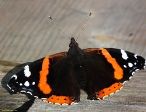 black orange and white butterfly thumbnail