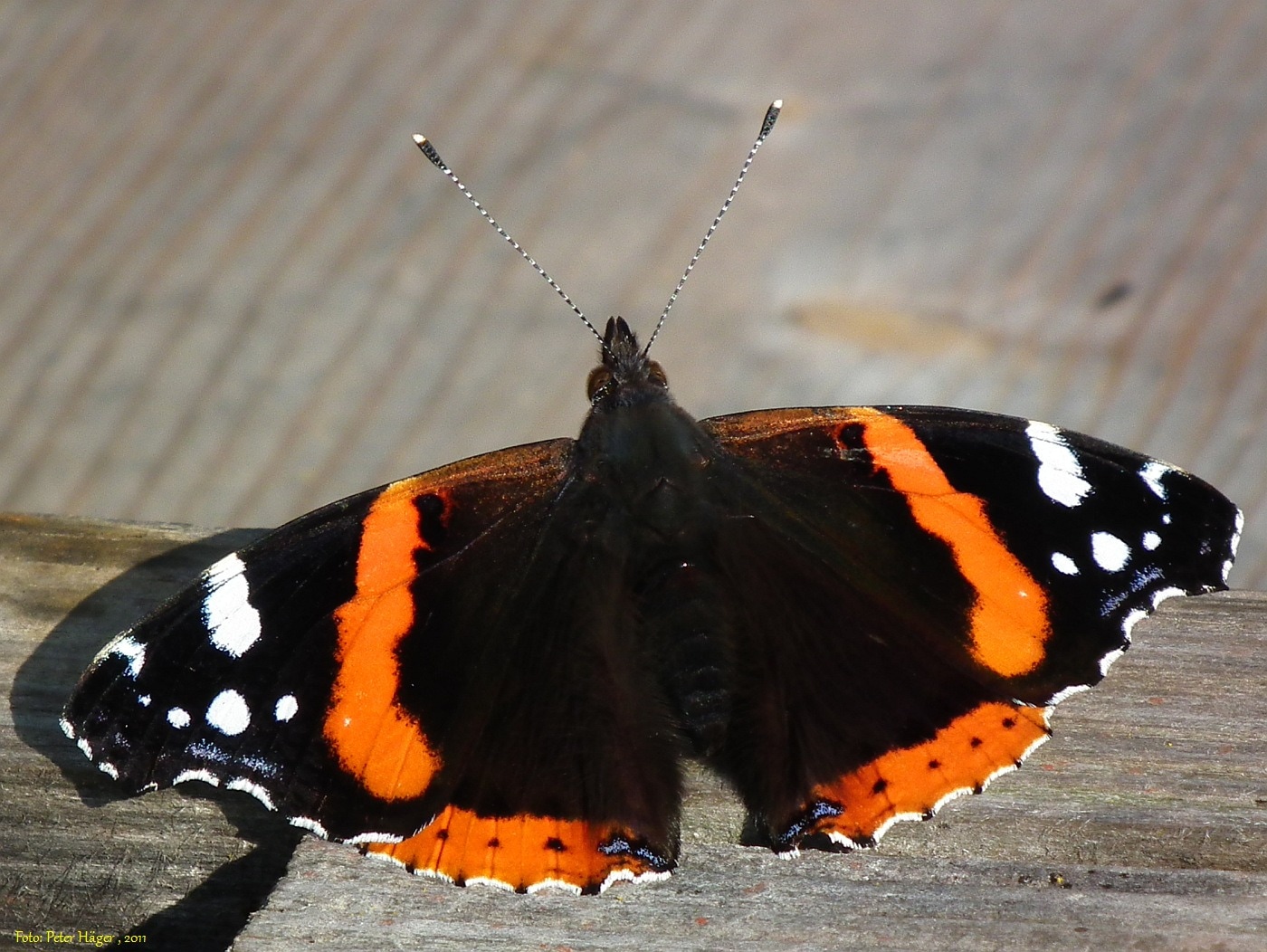 black orange and white butterfly