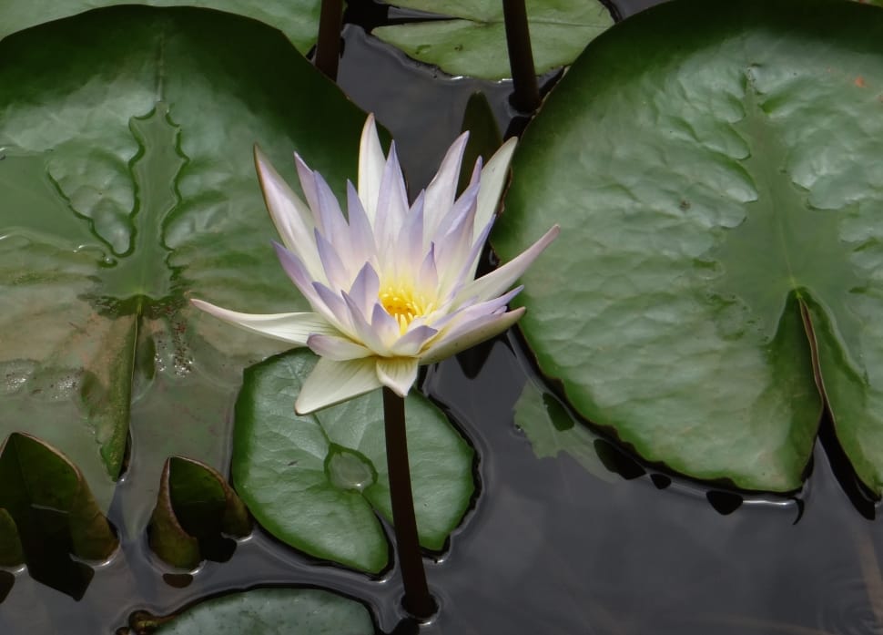 purple and white water lily preview