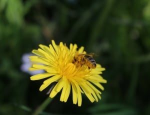 yellow petal flower and yellow and gray bee thumbnail