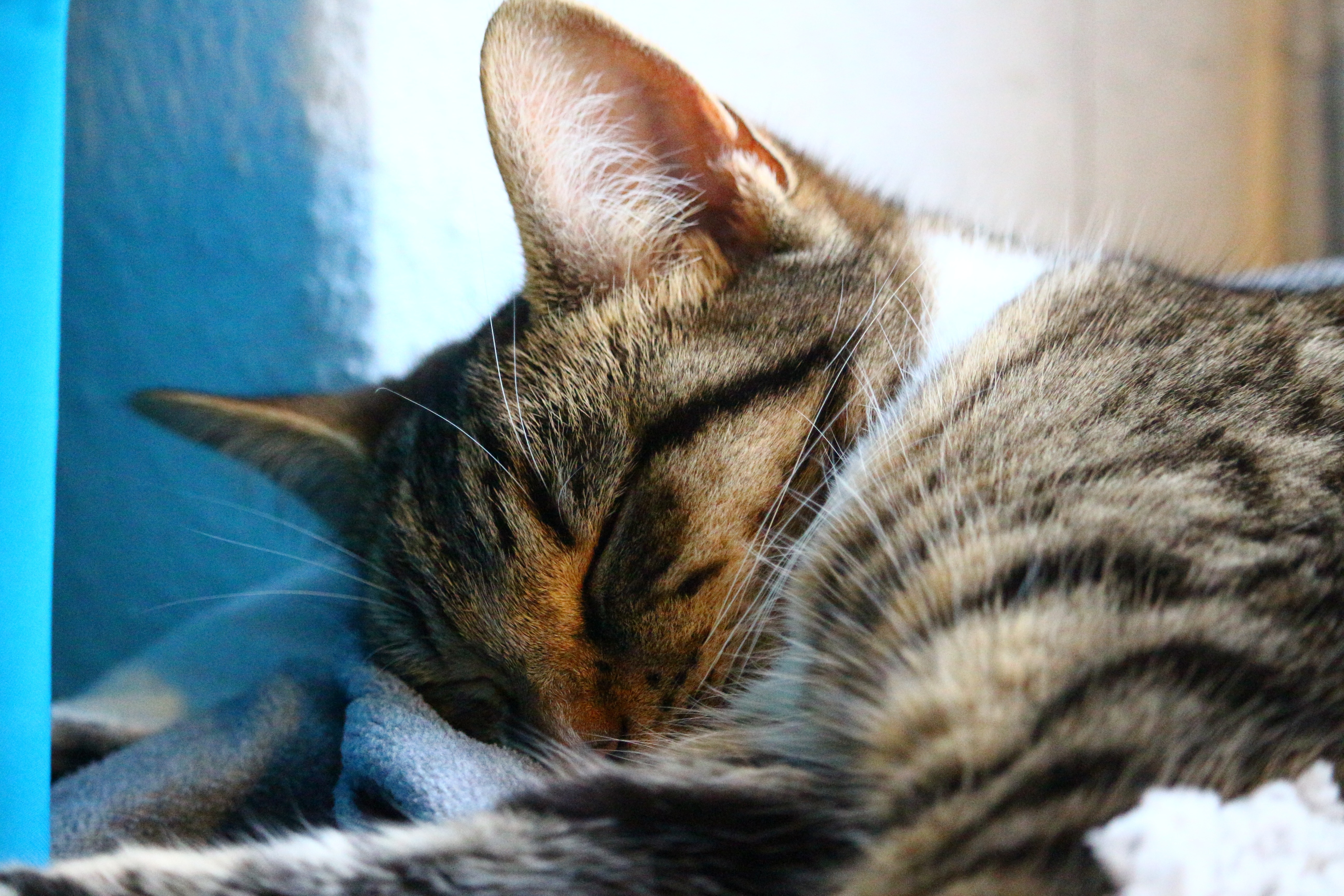 Песня спящего кота. Дремать. Дремлющие кошки фото. Кот дремот фото.