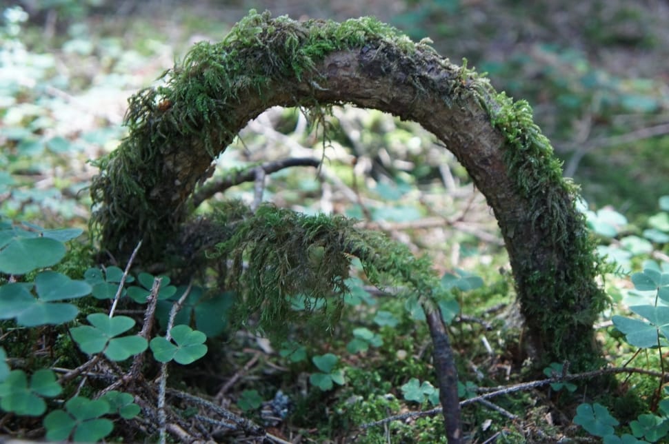 brown root arc with moss preview