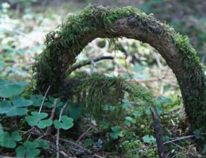 brown root arc with moss thumbnail