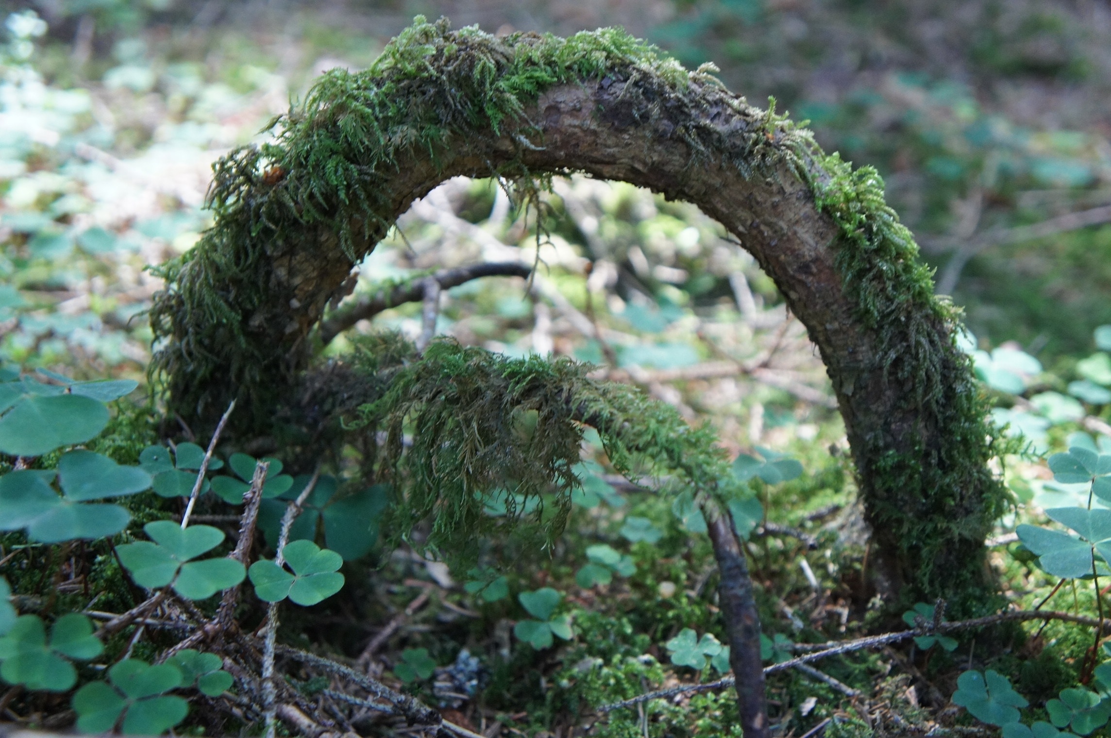 brown root arc with moss