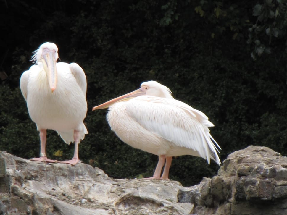 2 pelicans preview