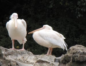 2 pelicans thumbnail