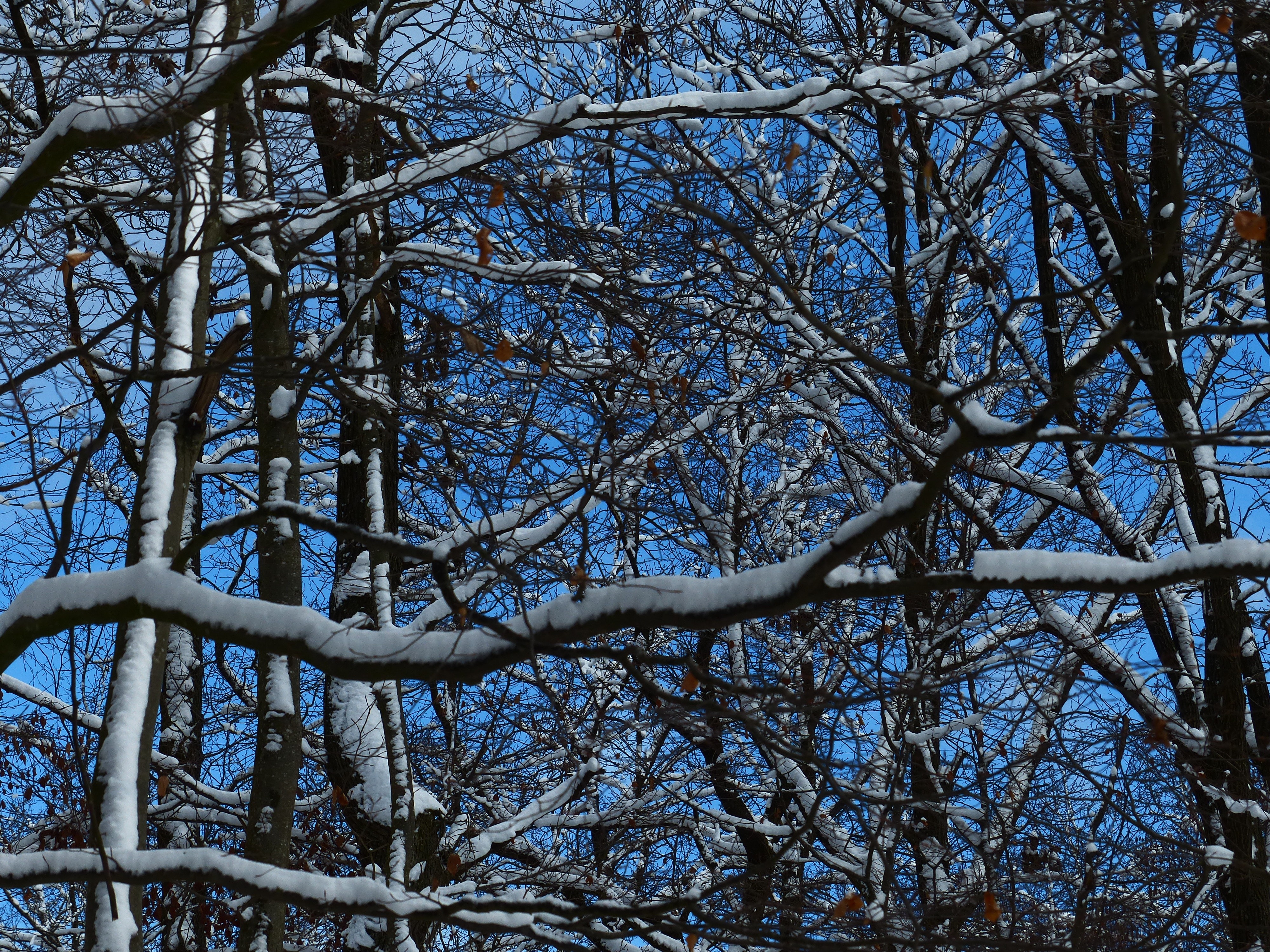 snow covered bare trees