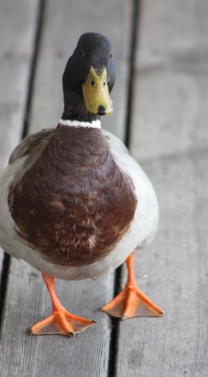 white brown and black duck thumbnail