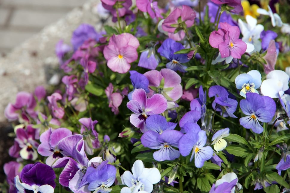 purple and pink petaled flowers preview