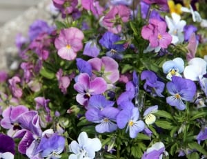 purple and pink petaled flowers thumbnail
