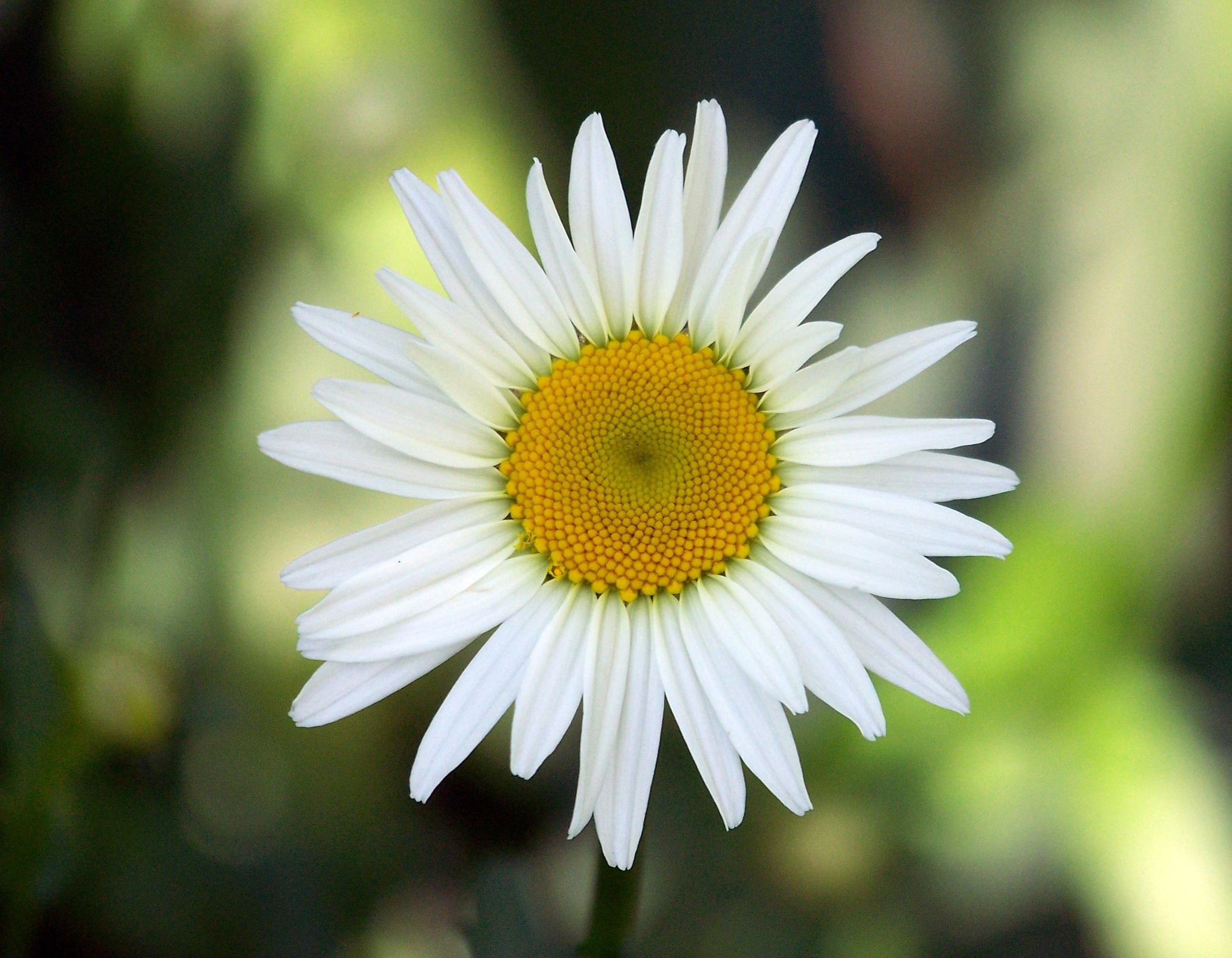 white cluster flower