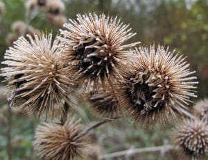brown dandelion plant thumbnail