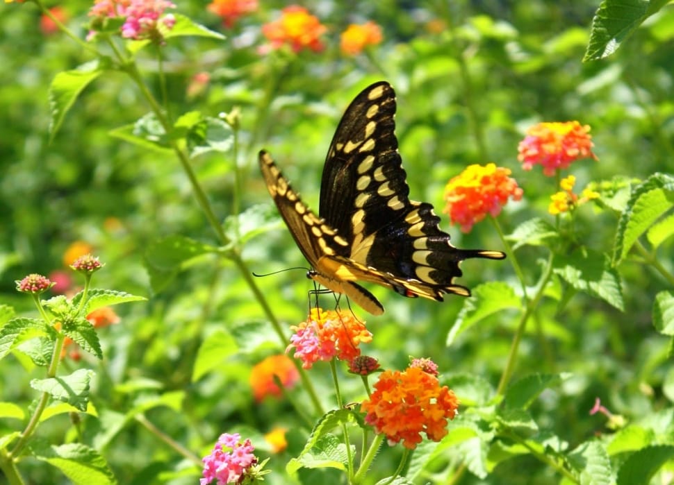 yellow and black swallowtail butterfly preview