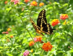 yellow and black swallowtail butterfly thumbnail