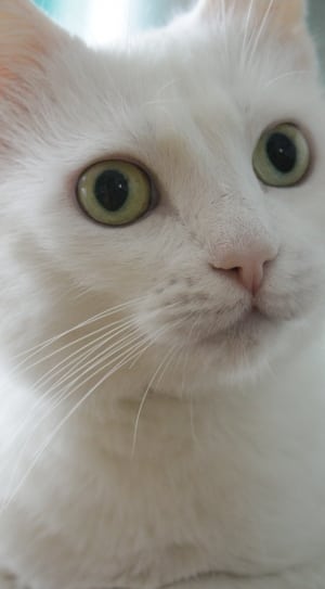 white short furred cat thumbnail