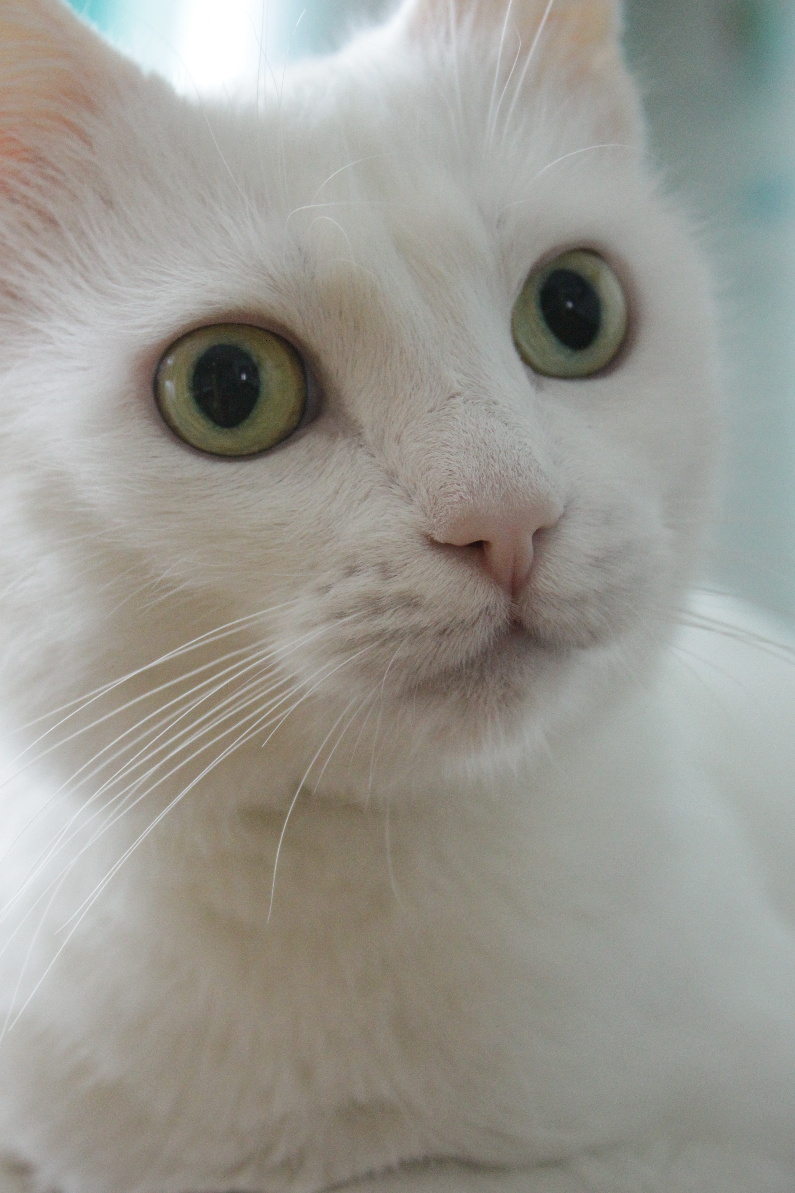 white short furred cat