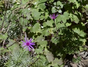 green plants with two purple flower thumbnail