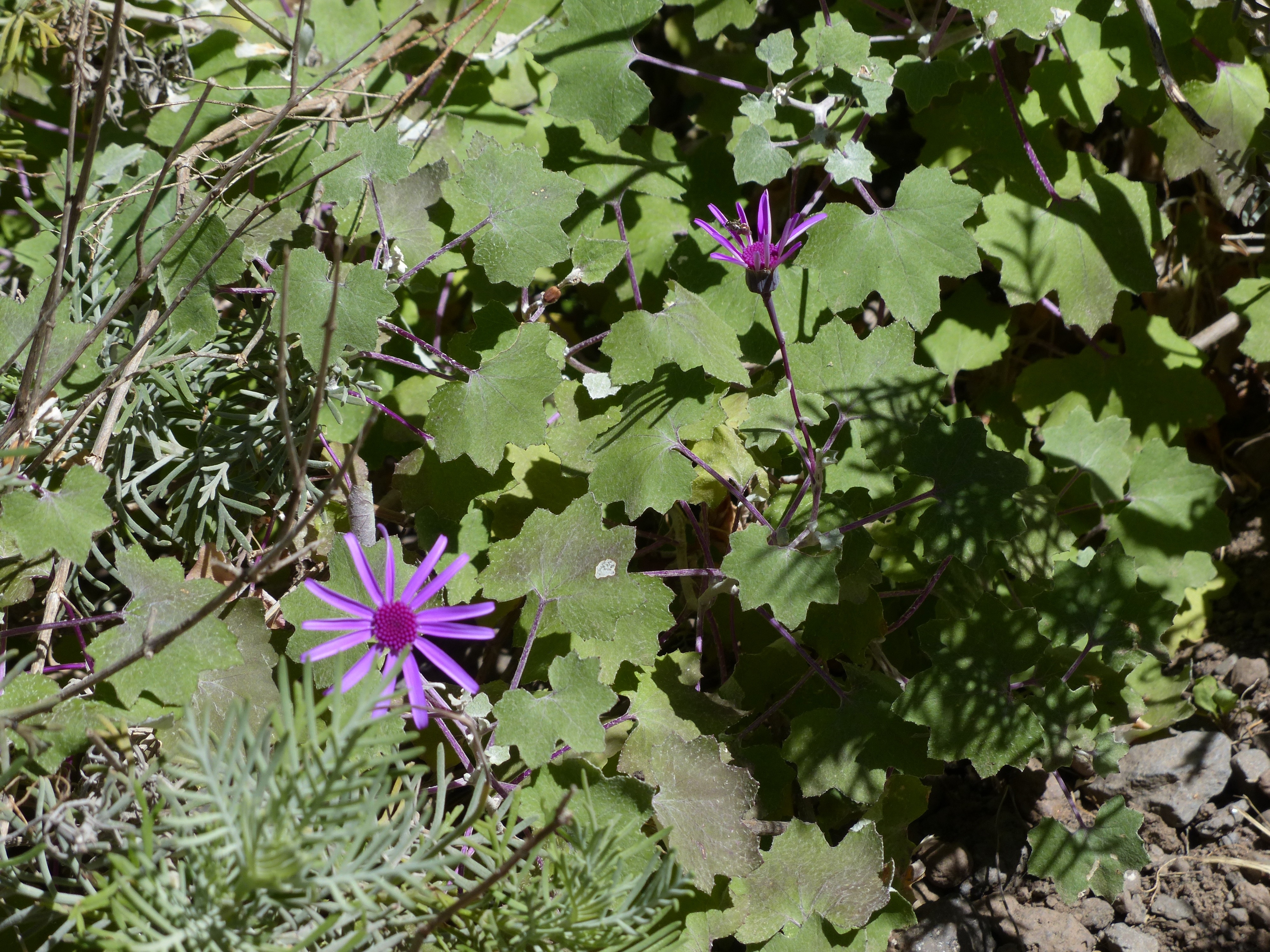 green plants with two purple flower