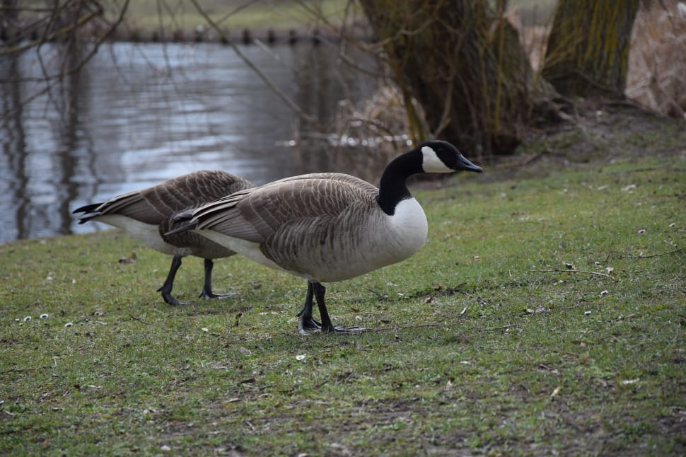 brown white and black geese preview