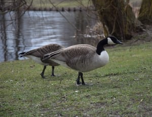 brown white and black geese thumbnail